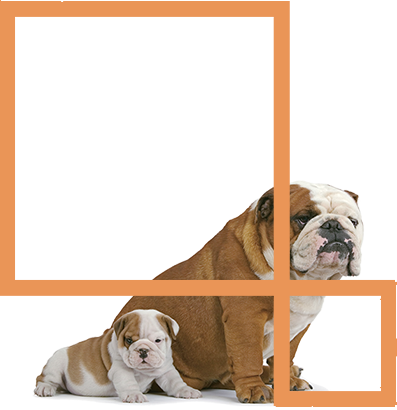 bulldog2
