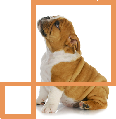 minibull